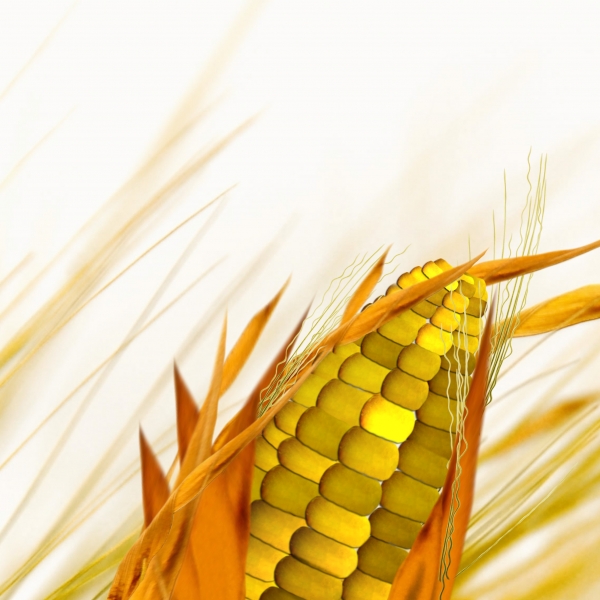 Creation of Wheat no more...: Step 4